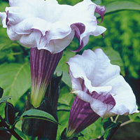 Doornappel Datura 'Double Purple' Paars - Plant eigenschap