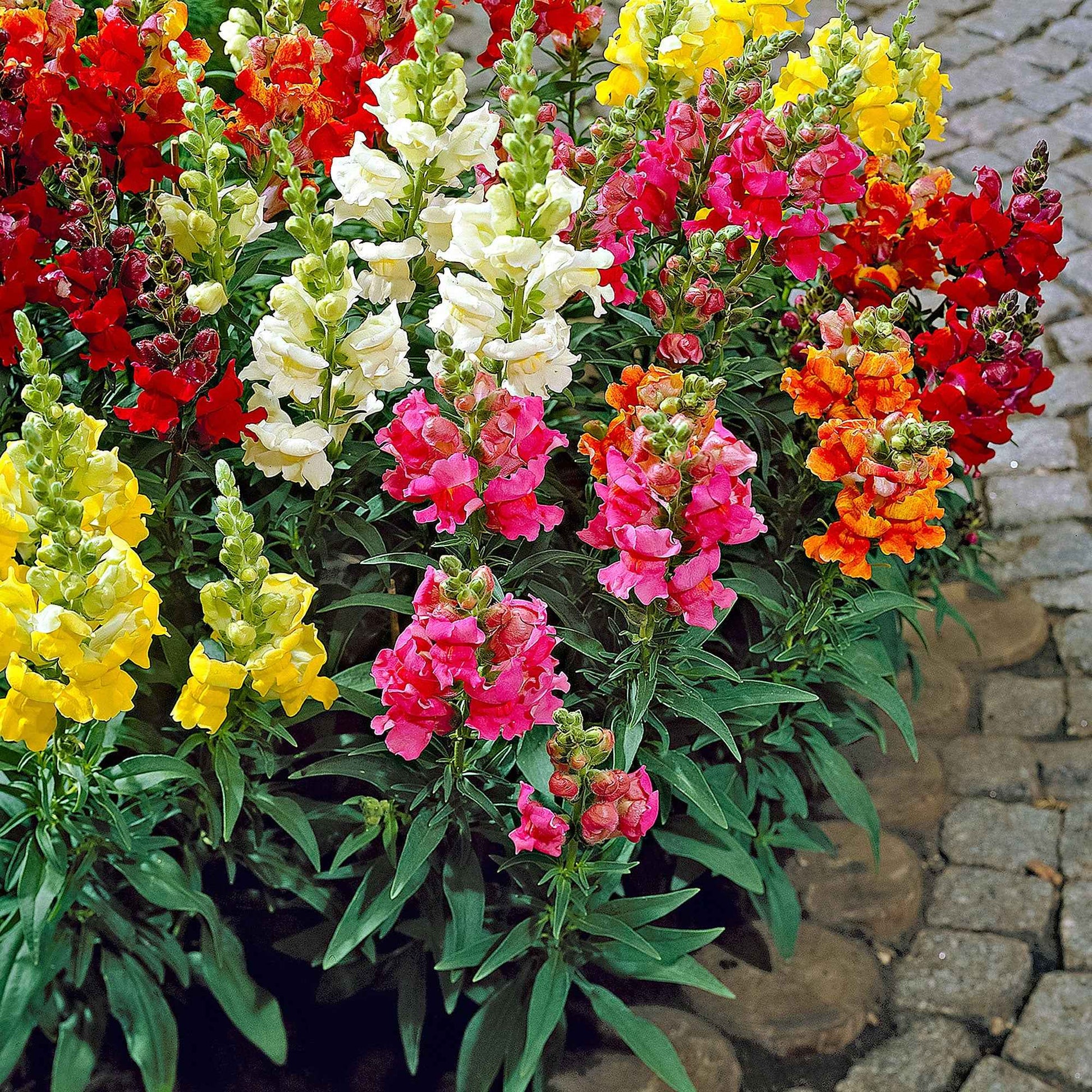 Leeuwenbek 'Twincolor F1' Gemengde kleuren - Tuinplanten