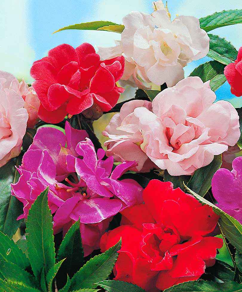 Vlijtig Liesje ‘Camellia Flowered’ Gemengde kleuren - Bloemzaden