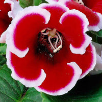 2x Gloxinia 'Kaiser Friedrich' rood-wit - Meer bloembollen