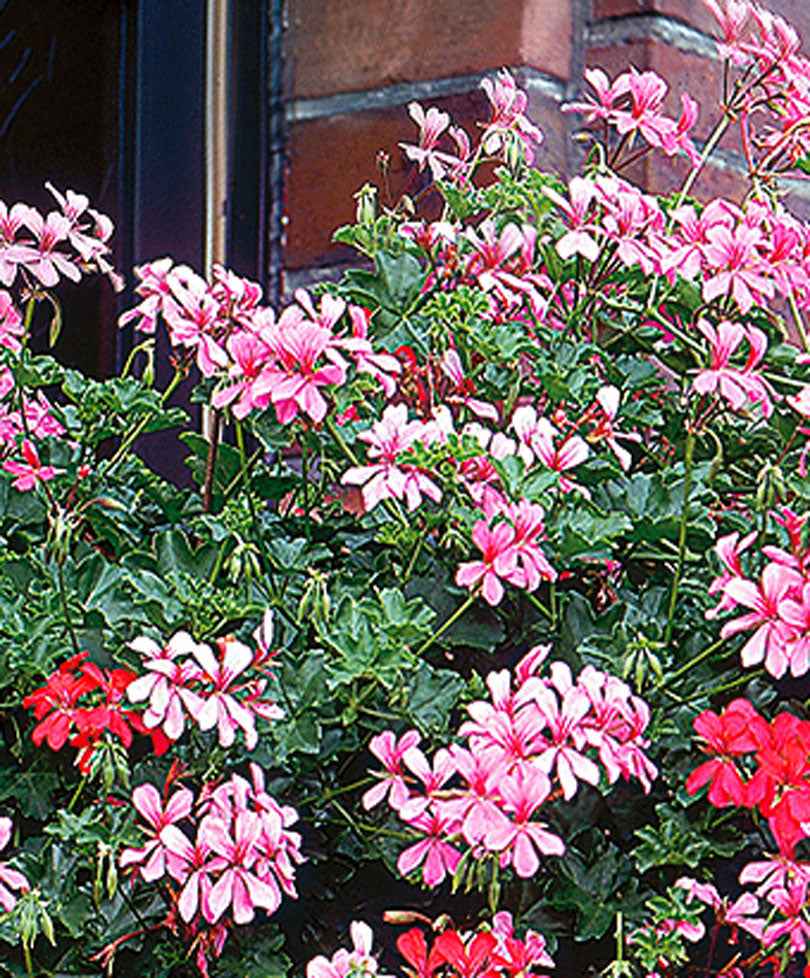 3x Geranium Pelargonium peltatum roze - Hangplanten voor terras en balkon