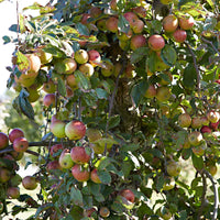 Appelboom Malus 'Goudreinette' - Winterhard - Appels