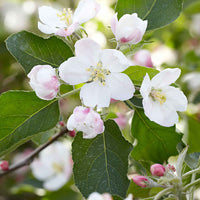 Appelboom Malus 'Jonagold' - Winterhard - Fruitbomen