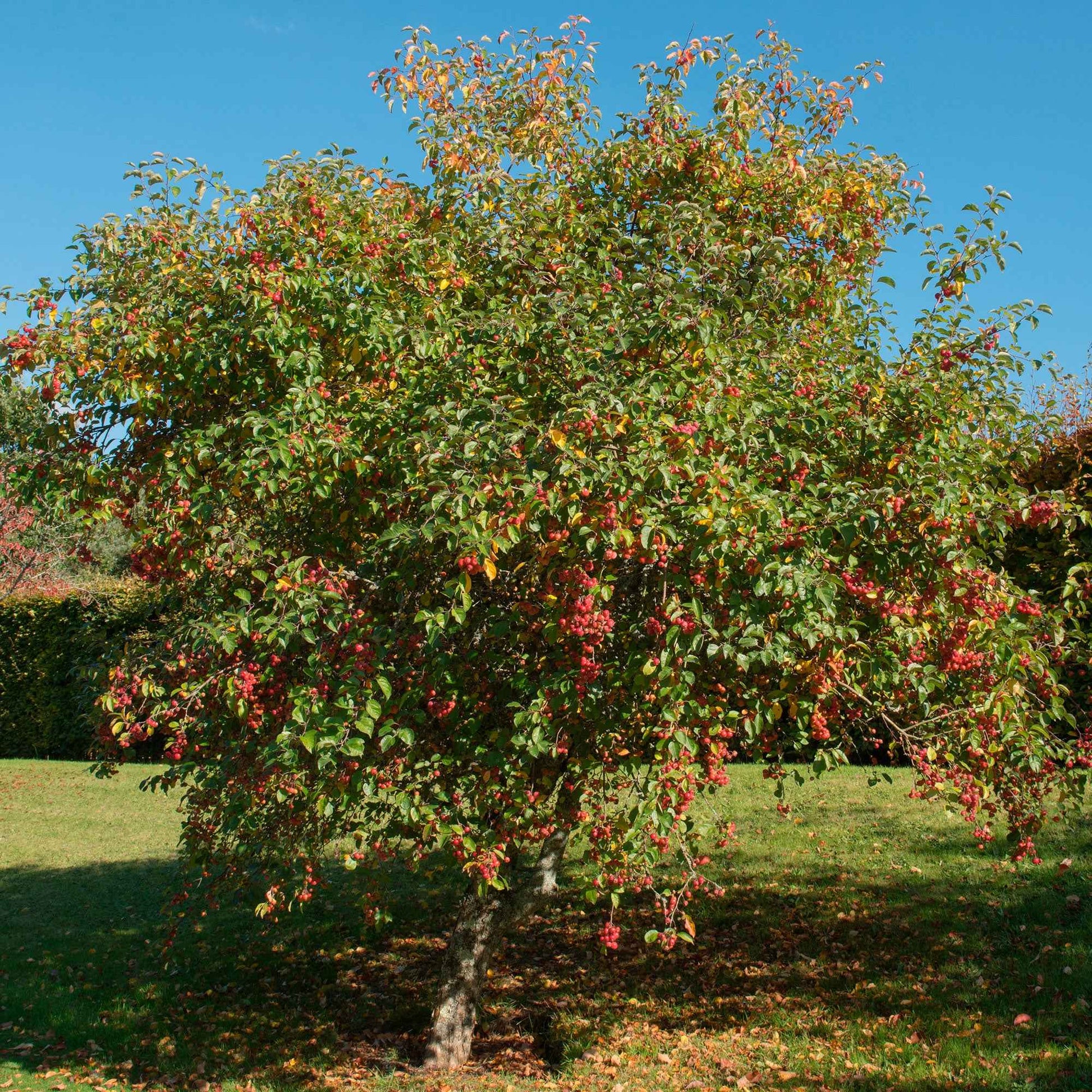 Appelboom Malus 'Jonagold' - Winterhard - Bomen en hagen