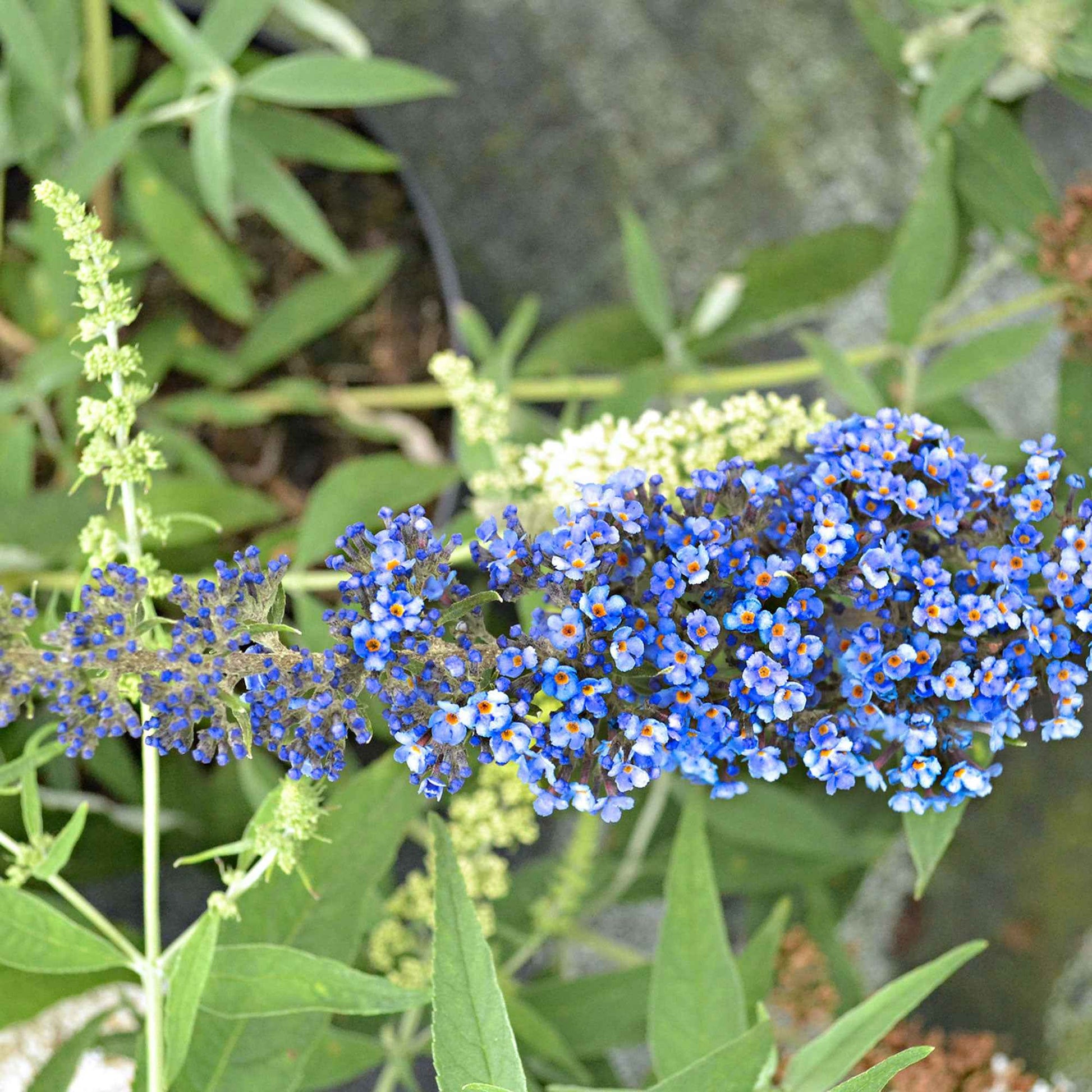 3x Vlinderstruik Buddleja 'Lilac Turtle' + 'White Swan' + 'Blue Sarah' blauw-paars-wit - Winterhard - Bloeiende tuinplanten