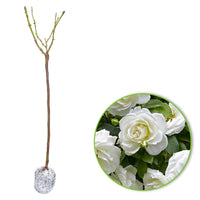 Stamroos Rosa 'Kristal'® Wit - Winterhard - Plantsoort