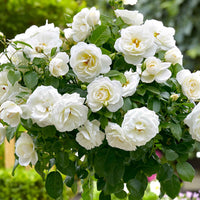 Stamroos Rosa 'Kristal'® Wit - Winterhard - Plant eigenschap