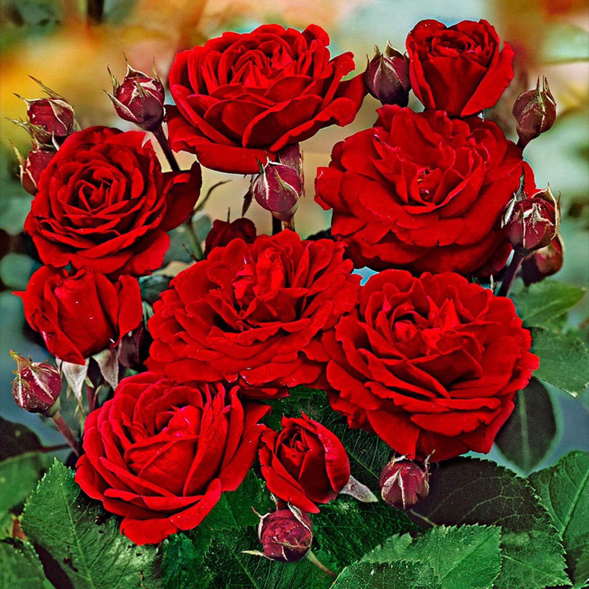 Stamroos Rosa 'Nina Rosa' rood - Winterhard - Plant eigenschap