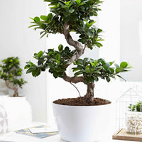 Bonsai Ficus 'Ginseng' S-vorm - Bonsai