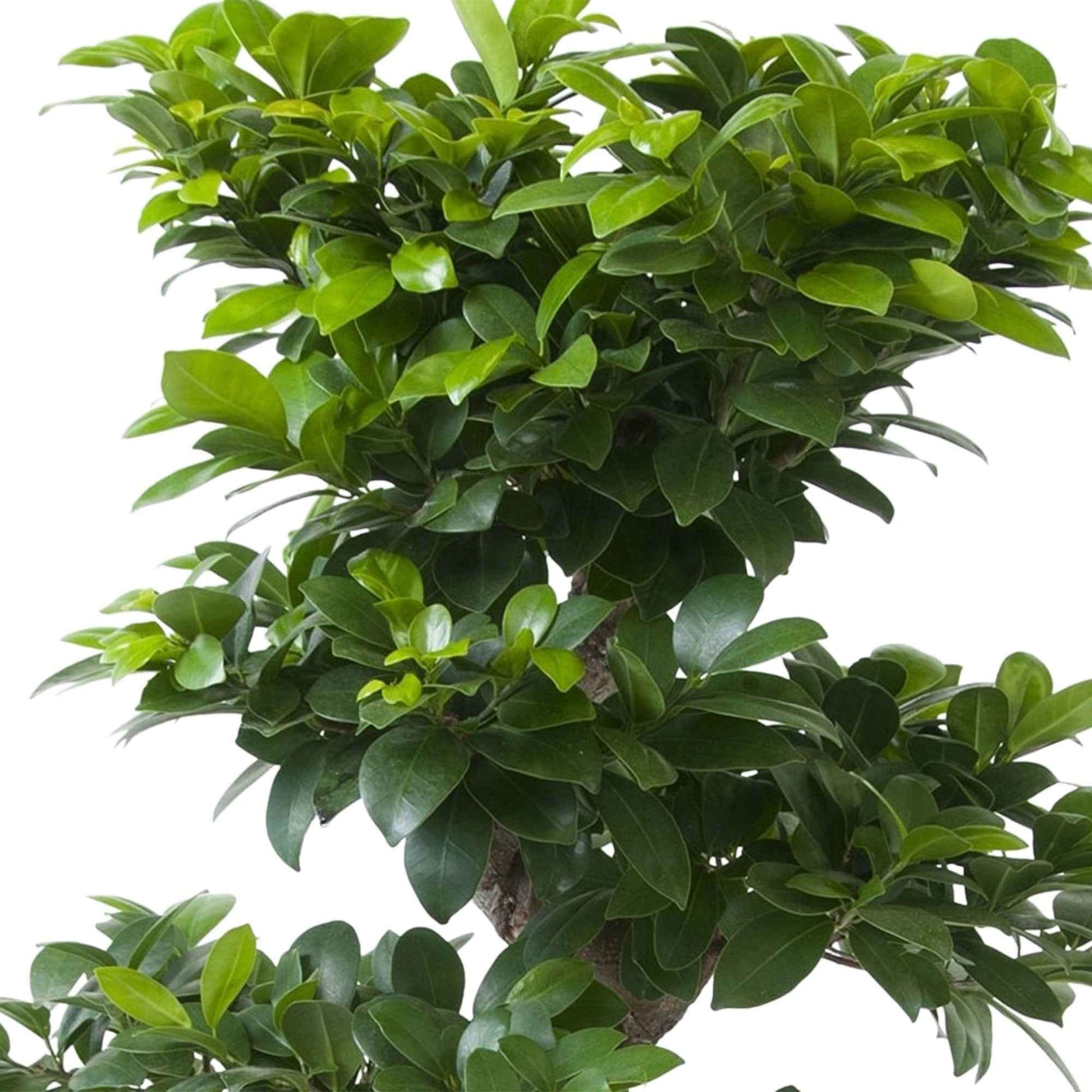 Bonsai Ficus 'Ginseng' S-vorm - Ficus