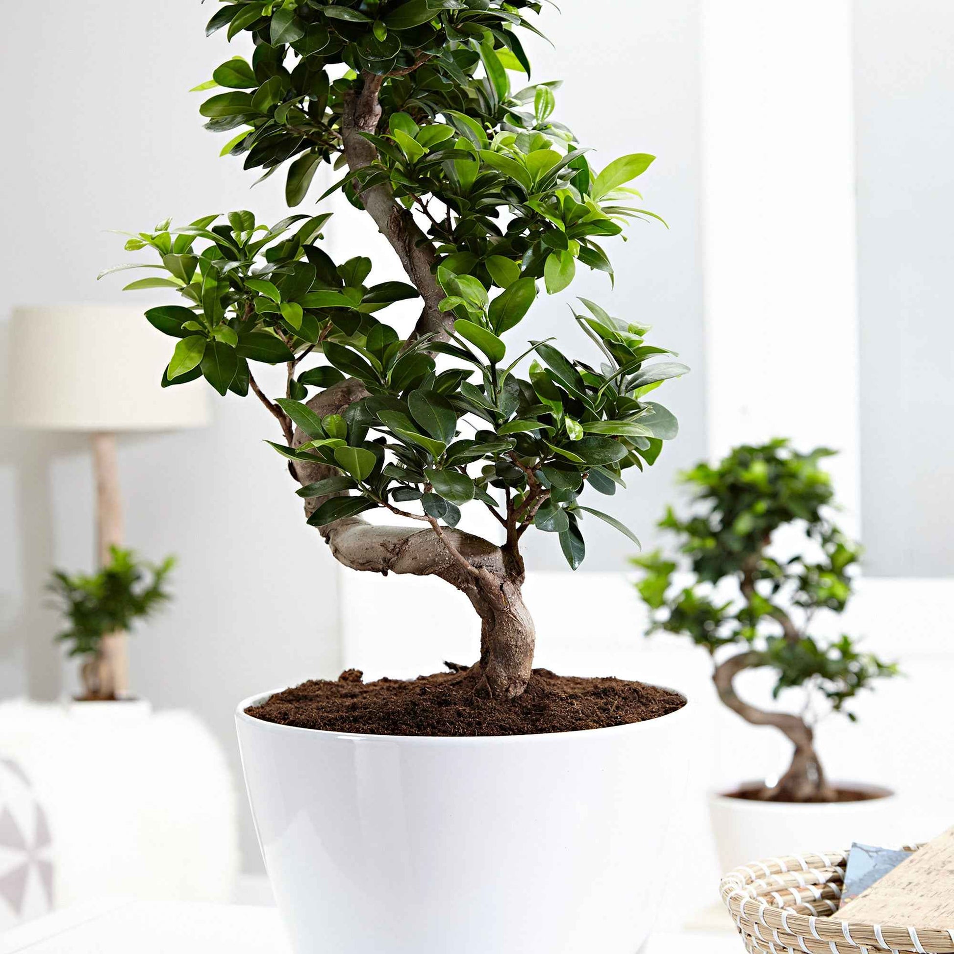 Bonsai Ficus 'Ginseng' S-vorm incl. sierpot wit - Alle makkelijke kamerplanten