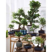Bonsai Ficus 'Ginseng' S-vorm incl. sierpot wit - Bonsai