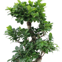 Bonsai Ficus 'Ginseng' S-vorm incl. sierpot wit - Ficus