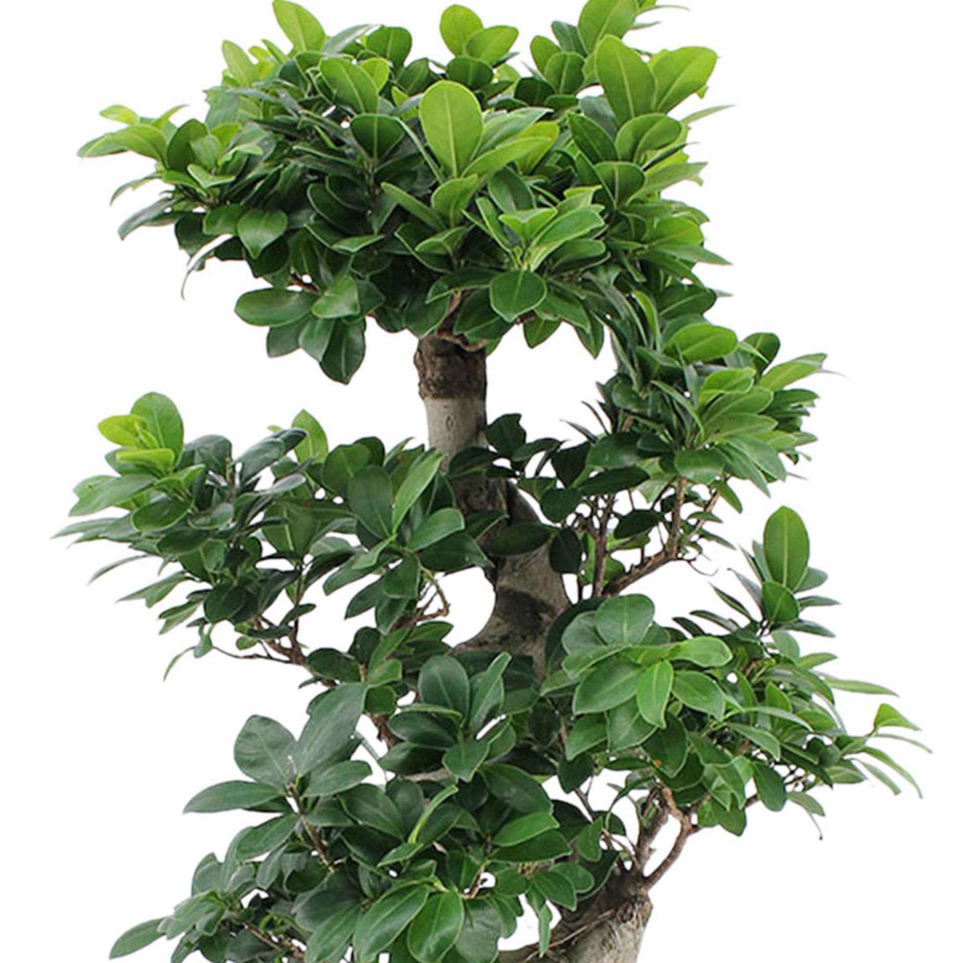 Bonsai Ficus 'Ginseng' S-vorm incl. sierpot wit - Ficus