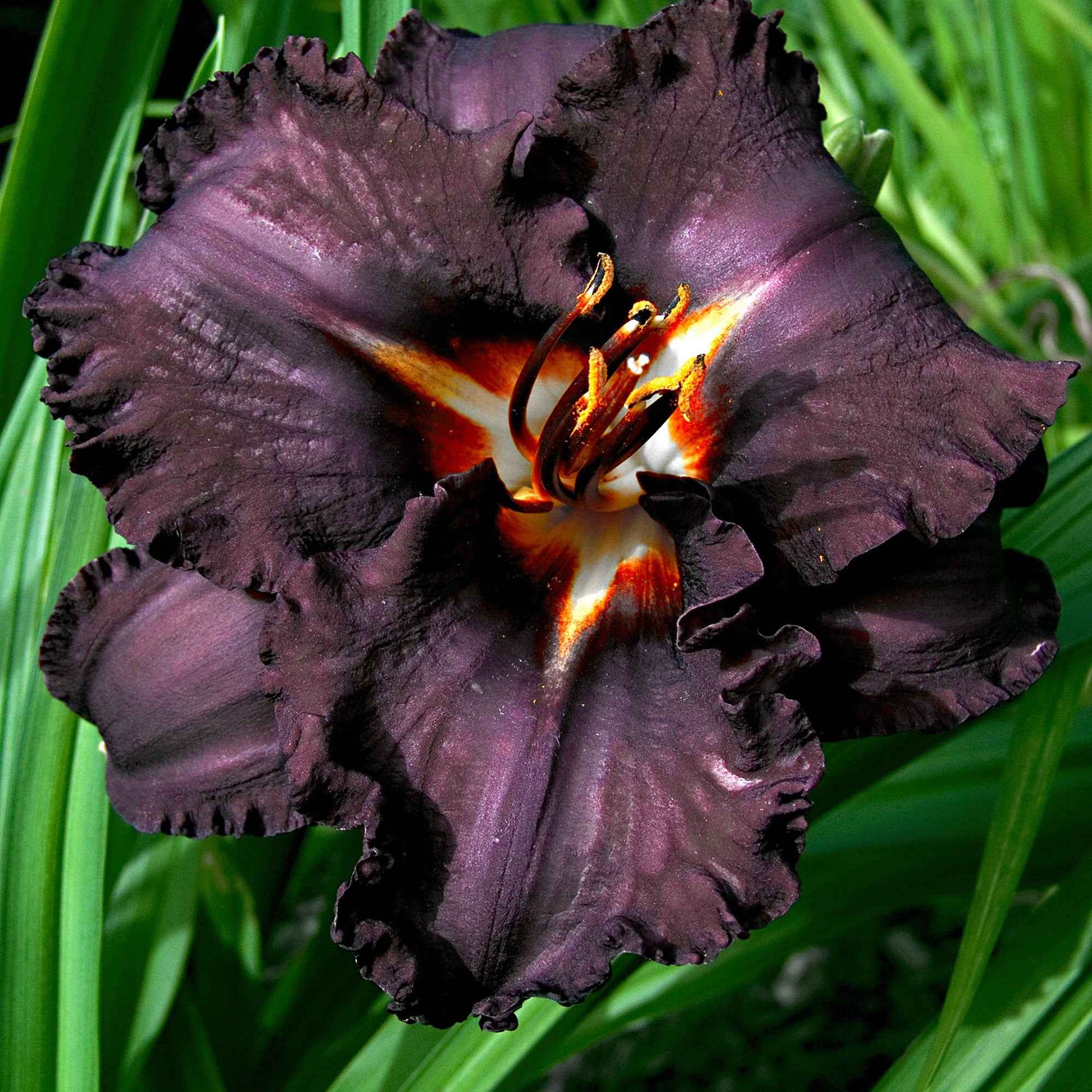 3x Lelie Hemerocallis 'Black Magic' paars - Bare rooted - Winterhard - Alle vaste tuinplanten