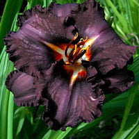 3x Lelie Hemerocallis 'Black Magic' paars - Bare rooted - Winterhard - Borderplanten