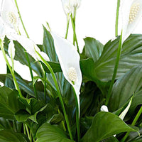 Lepelplant Spathiphyllum 'Pearl Cupido' Wit incl. sierpot - Huiskamerplanten