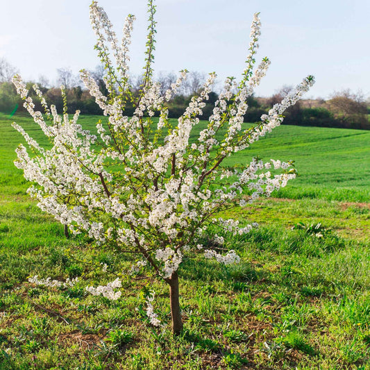 Dwerg kersenboom Prunus 'Musketiers Athos'® - Winterhard - Bomen en hagen