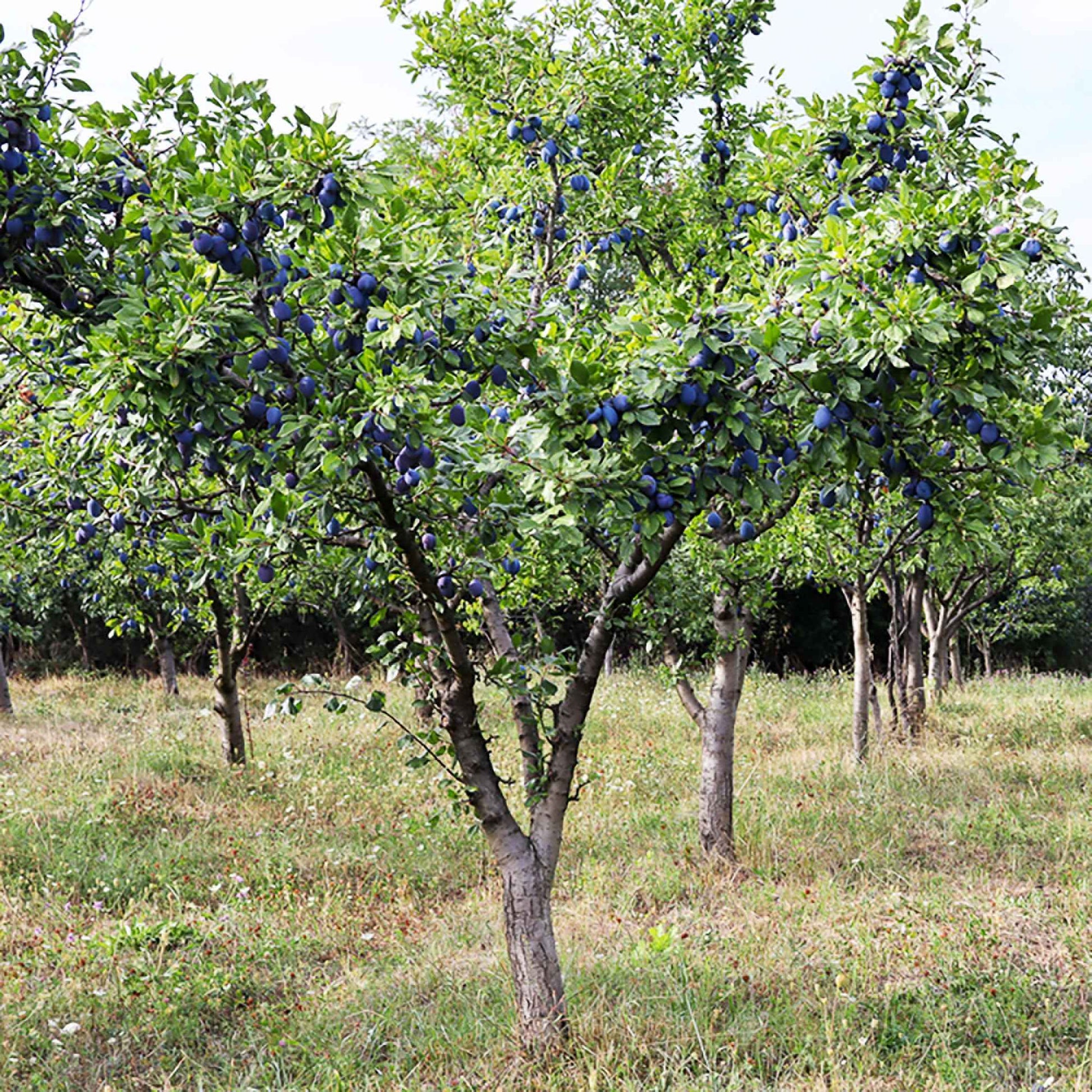 Pruimenboom Prunus 'Valor' Paars - Winterhard - Bomen en hagen