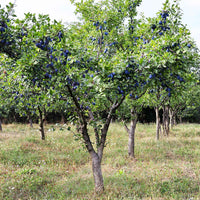 Pruimenboom Prunus 'Valor' Paars - Winterhard - Fruit