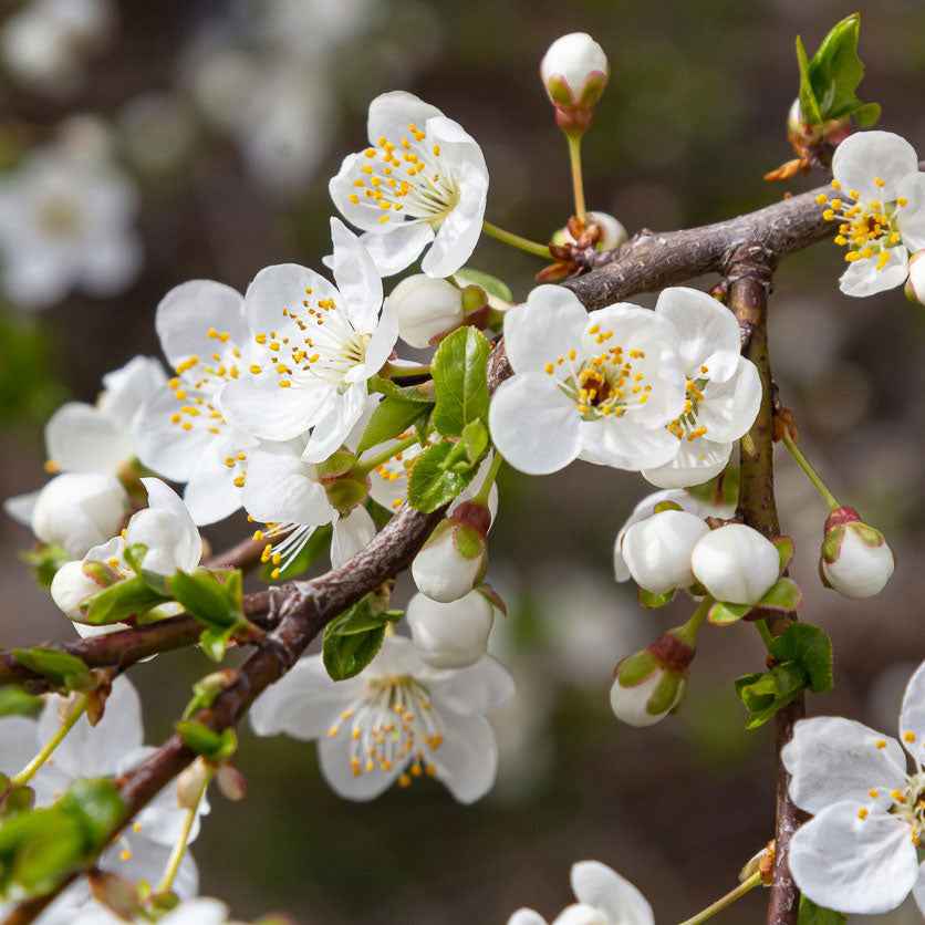 Pruimenboom Prunus 'Valor' Paars - Winterhard - Moestuin