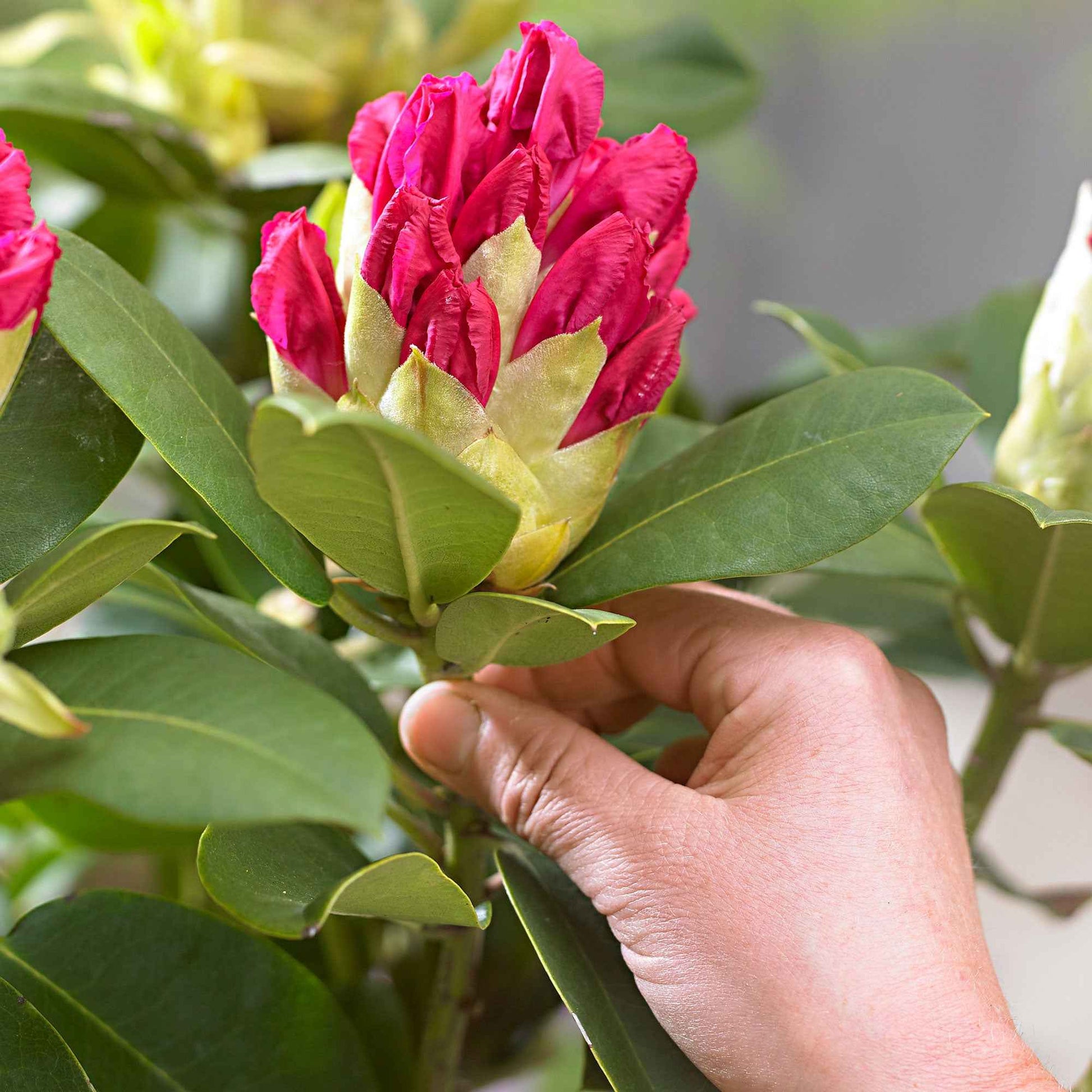 Rhododendron 'Germania' roze - Winterhard - Plantsoort