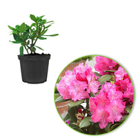 Rhododendron 'Germania' roze - Winterhard - Bloeiende heesters