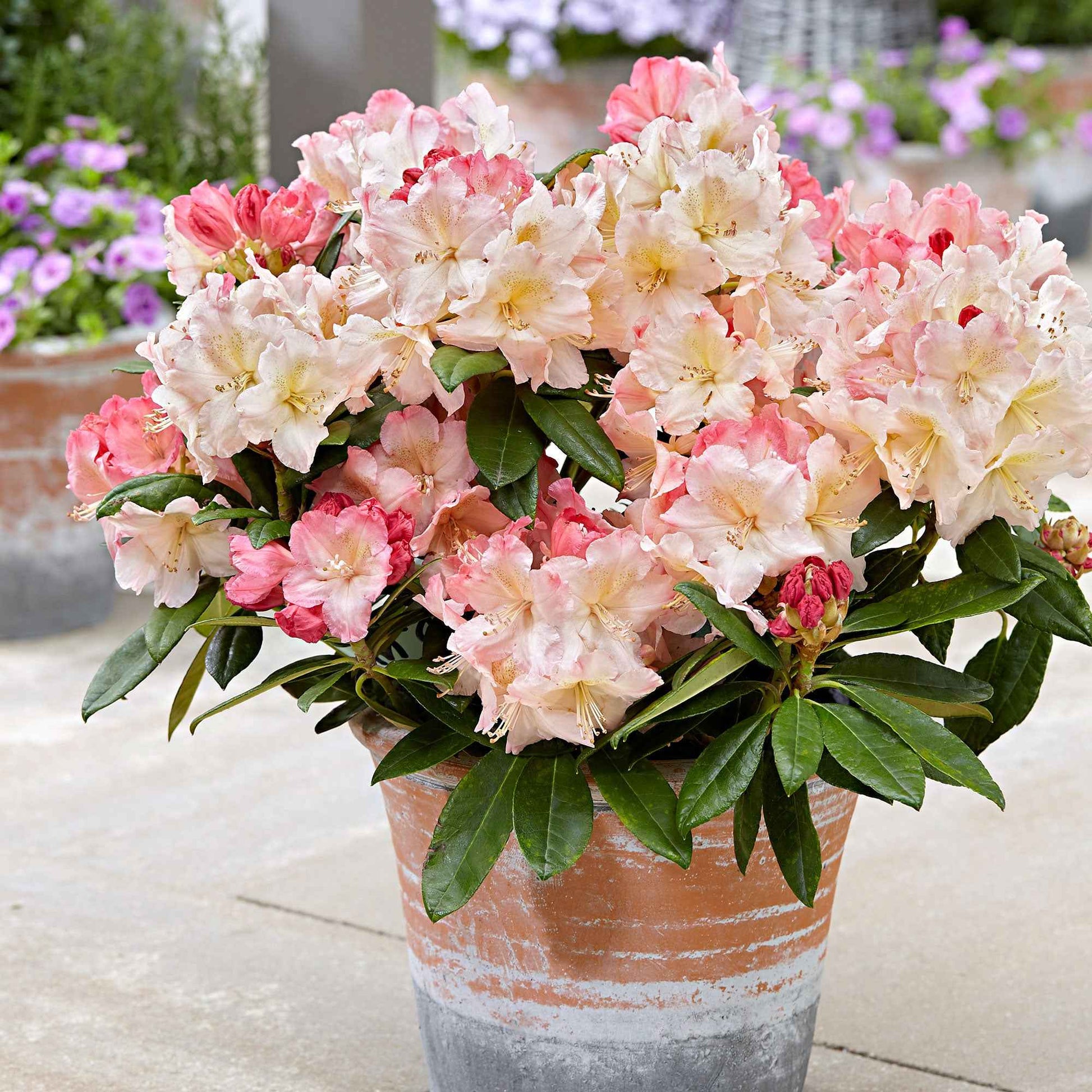Rhododendron 'Percy Wiseman' roze 'Percy Wiseman' Roze-Geel-Wit - Winterhard - Alle bloeiende tuinplanten