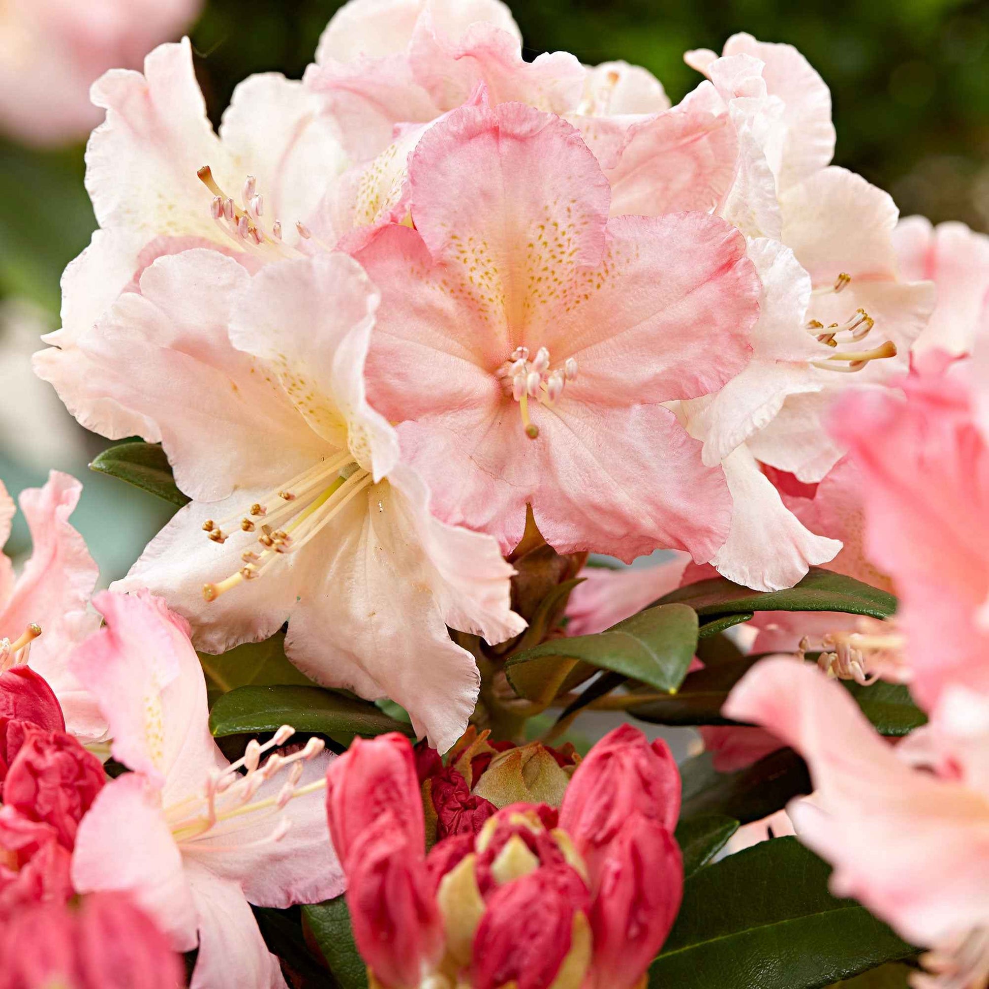 Rhododendron 'Percy Wiseman' roze 'Percy Wiseman' Roze-Geel-Wit - Winterhard - Bloeiende heesters