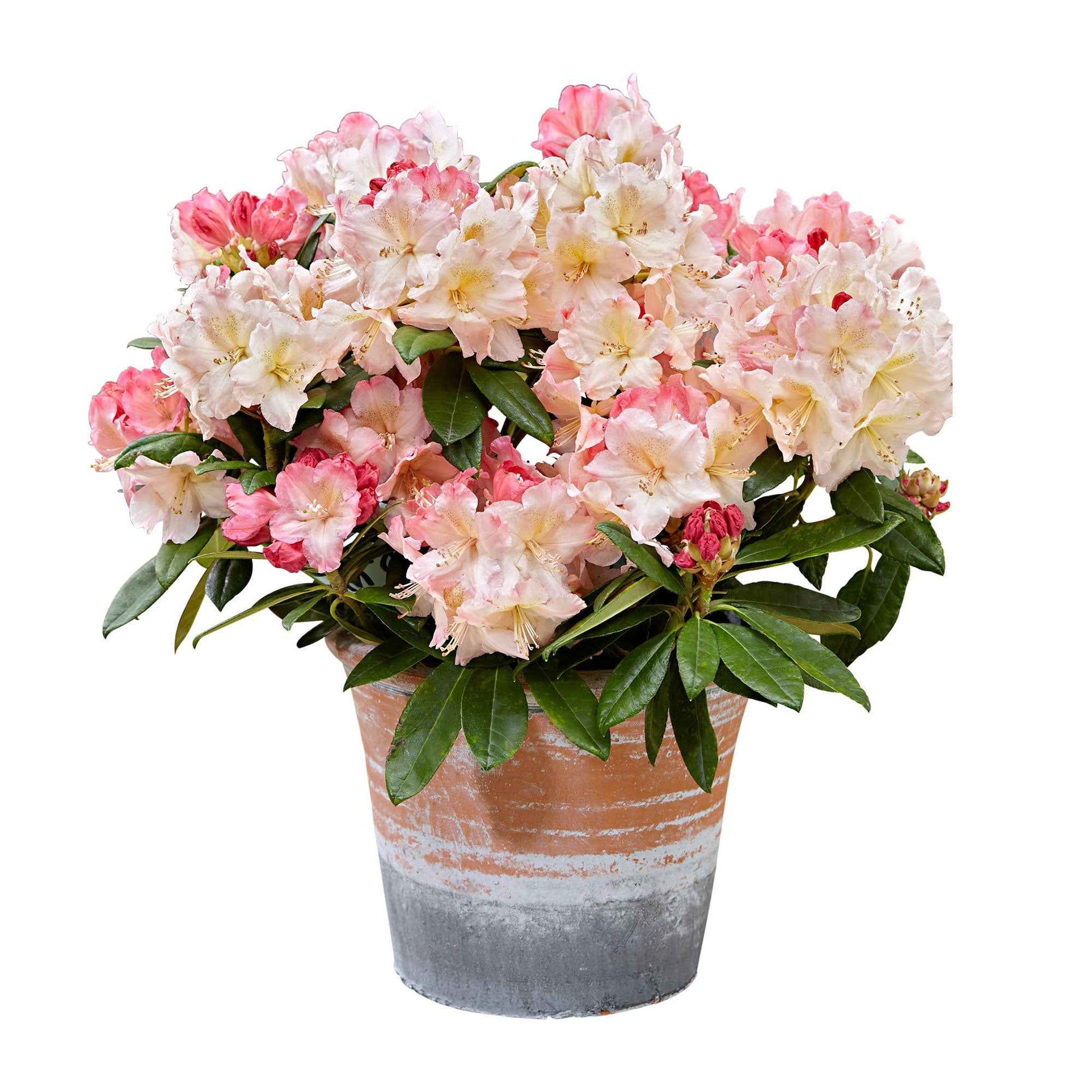 Rhododendron 'Percy Wiseman' roze 'Percy Wiseman' Roze-Geel-Wit - Winterhard - Bloeiende struiken