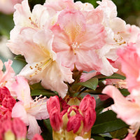 Rhododendron 'Percy Wiseman' roze 'Percy Wiseman' Roze-Geel-Wit - Winterhard - Plant eigenschap