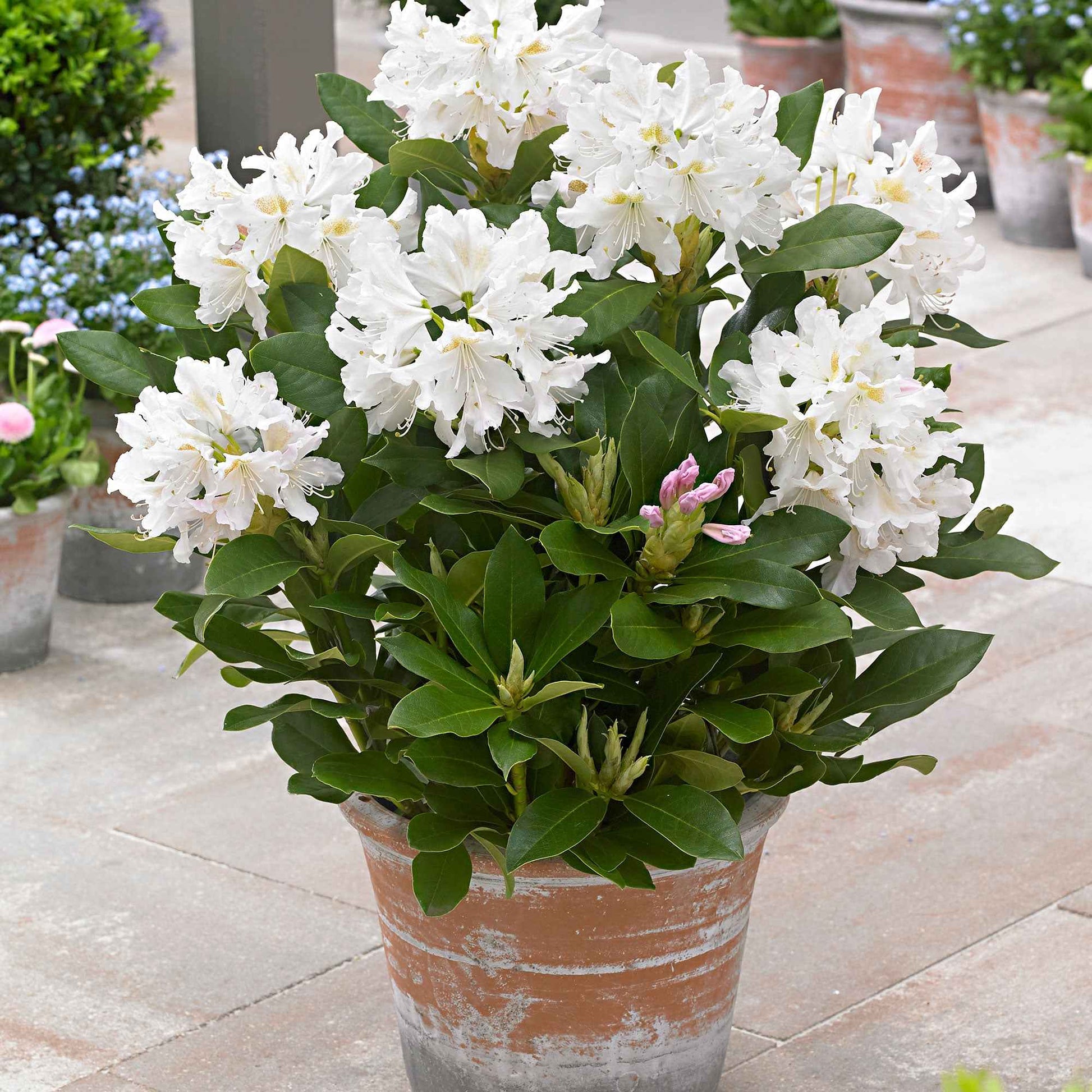 Rhododendron 'Cunningham's White' wit - Winterhard - Plantsoort