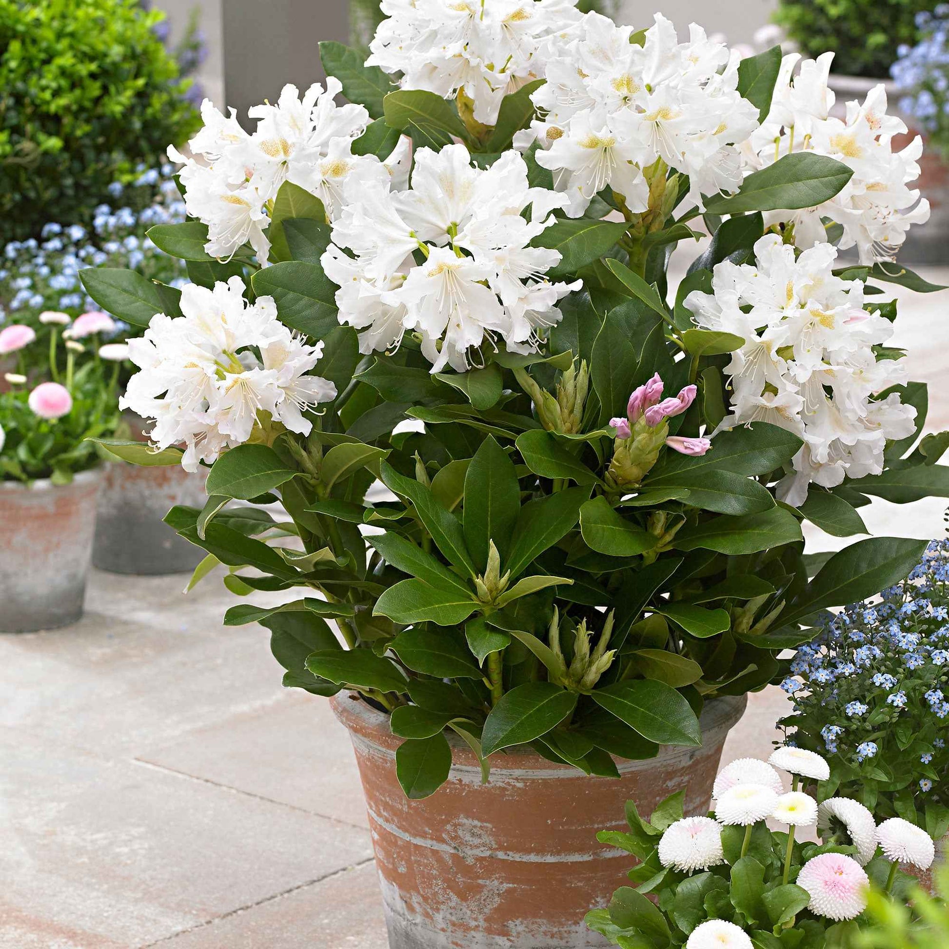 Rhododendron 'Cunningham's White' wit - Winterhard - Alle bloeiende tuinplanten