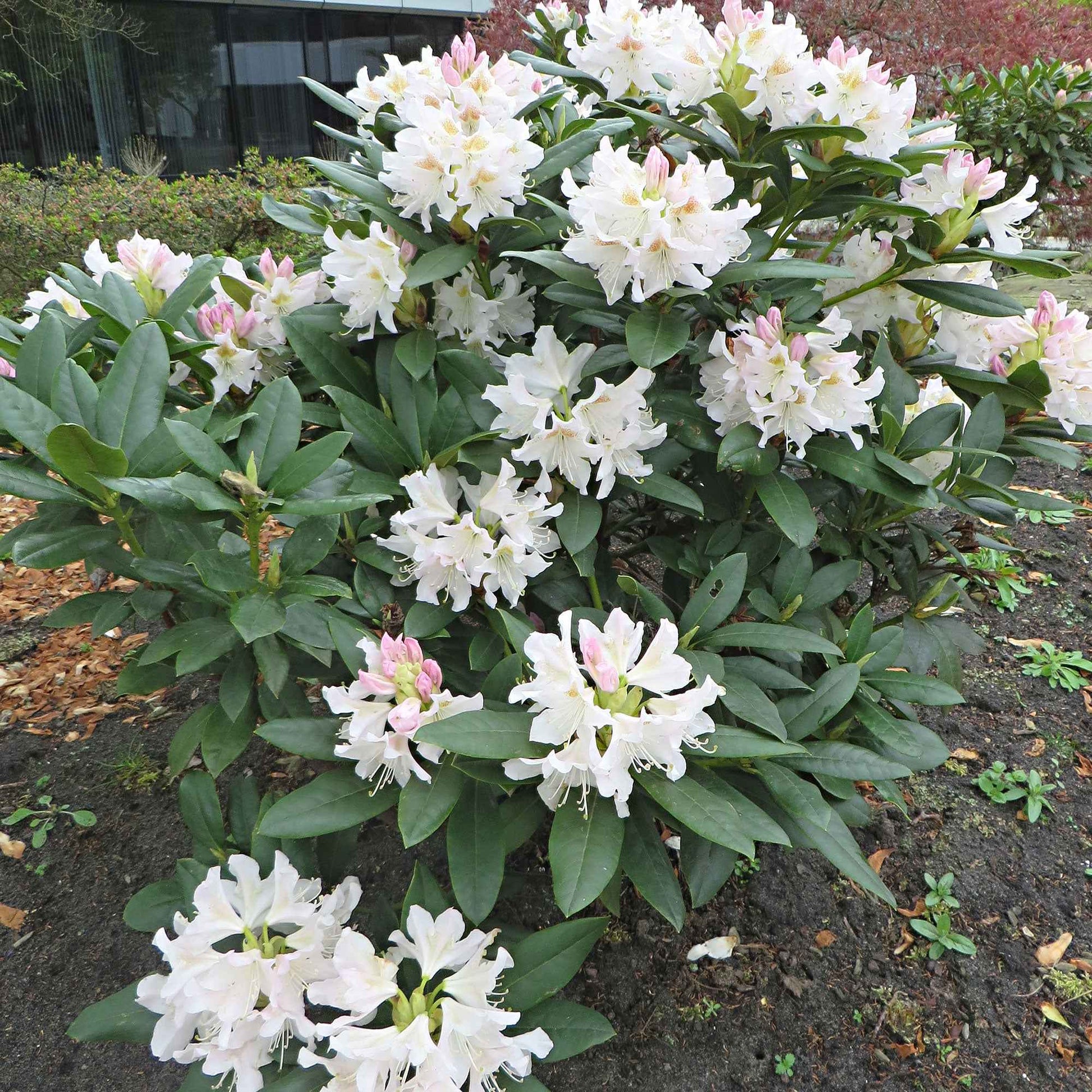 Rhododendron 'Cunningham's White' wit - Winterhard - Heesters voor terras en balkon