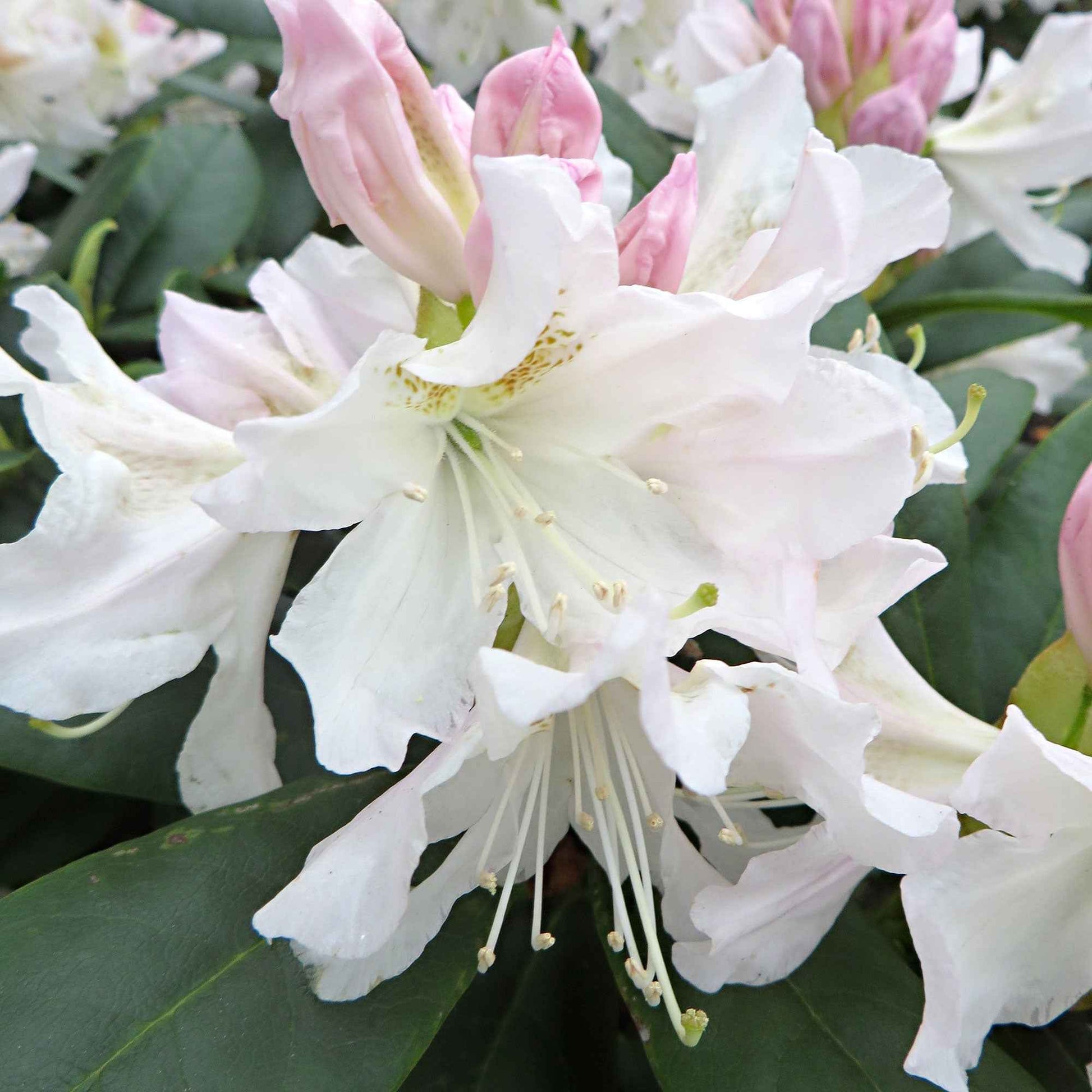 Rhododendron 'Cunningham's White' wit - Winterhard - Bloeiende struiken