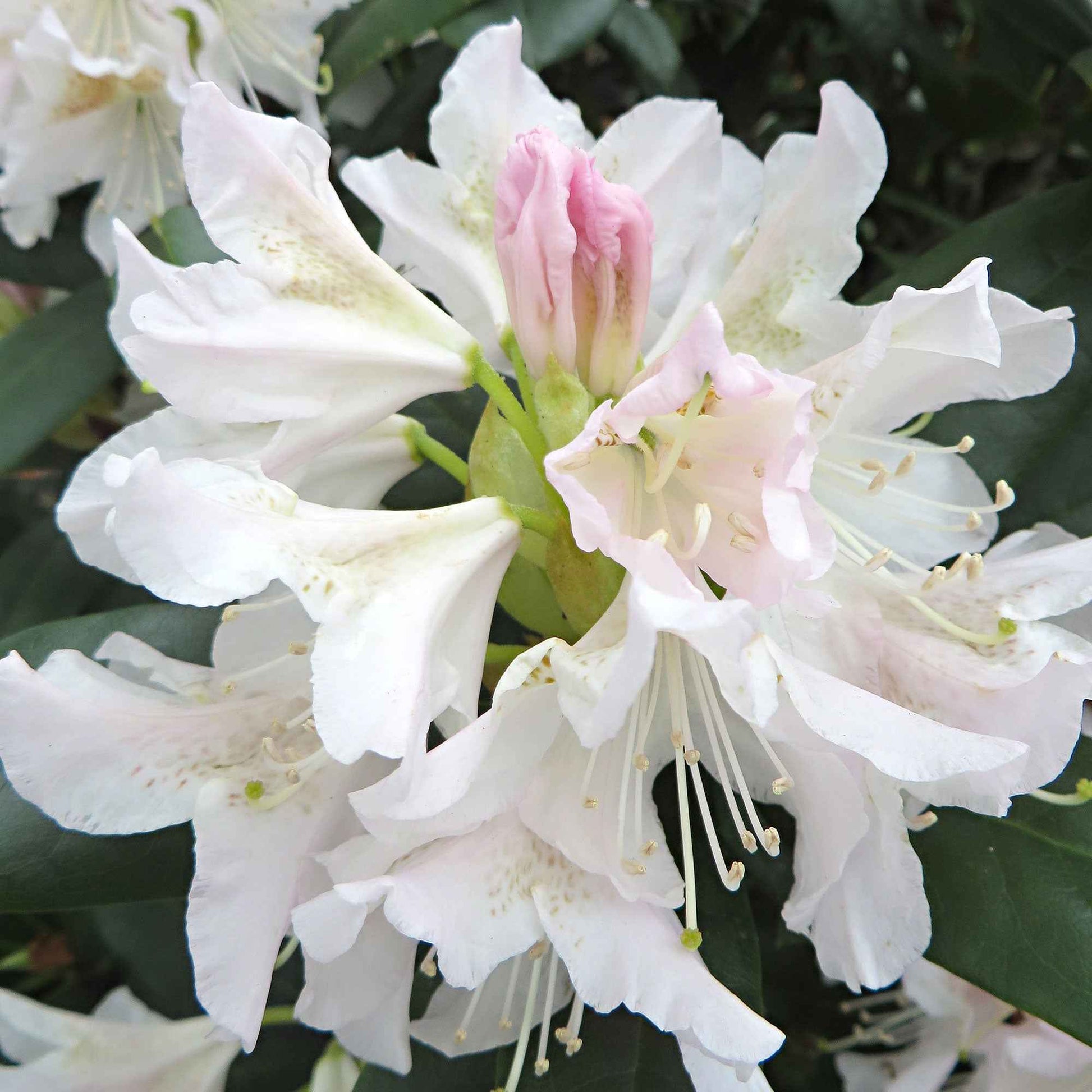 Rhododendron 'Cunningham's White' wit - Winterhard - Rhododendrons
