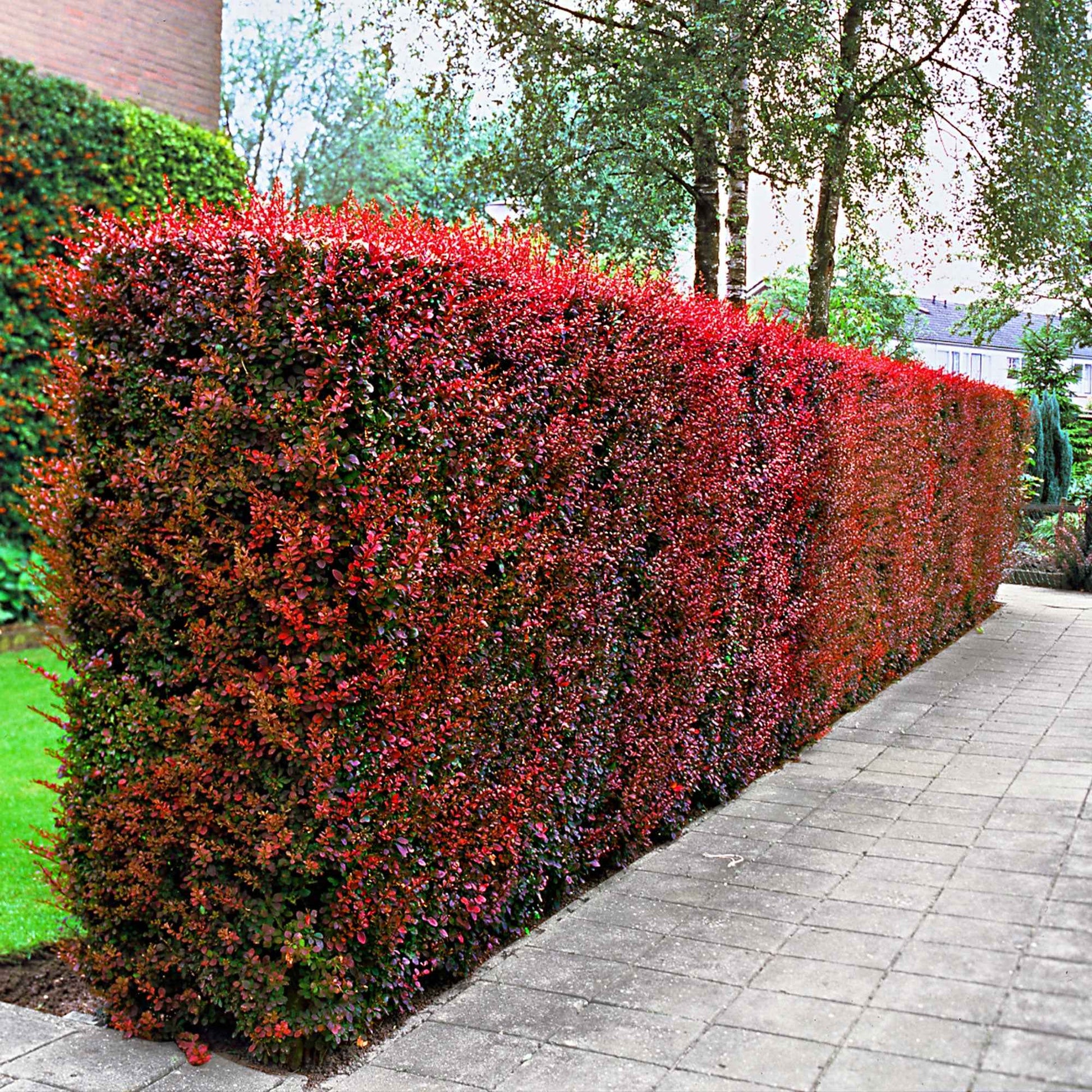 6x Zuurbes Berberis 'Atropurpurea' rood - Bare rooted - Winterhard - Winterharde planten