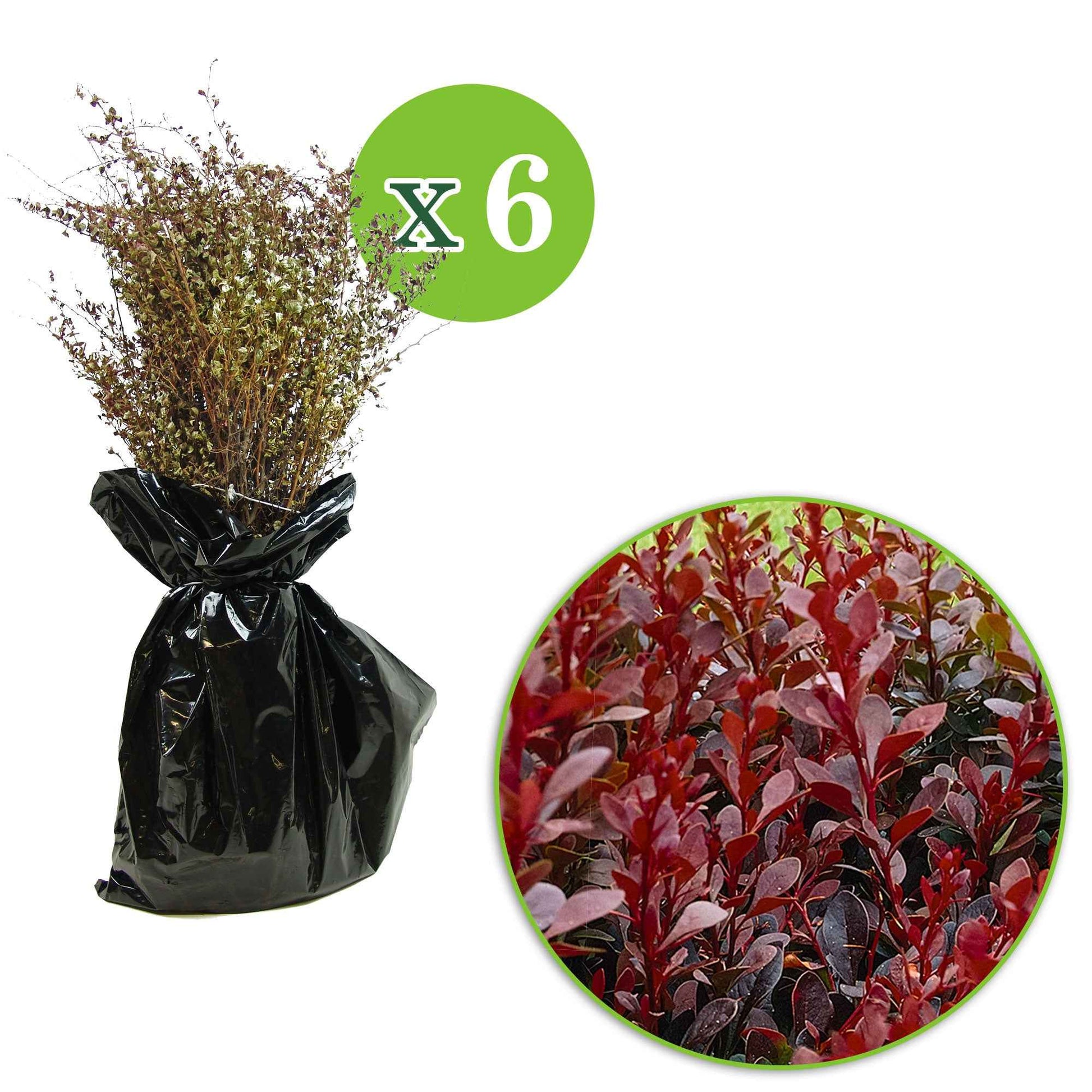 6x Zuurbes Berberis 'Atropurpurea' rood - Bare rooted - Winterhard - Heesters