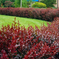 6x Zuurbes Berberis 'Atropurpurea' rood - Bare rooted - Winterhard - Hagen