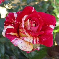 3x Grootbloemige roos  Rosa 'Broceliande'® Rood-Crème  - Bare rooted - Winterhard - Grootbloemige rozen