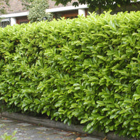6x Laurierkers Prunus 'Novita' - Bare rooted - Winterhard - Plant eigenschap