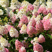 Pluimhortensia Hydrangea 'Sundae Fraise' Wit-Roze - Winterhard - Bloeiende tuinplanten