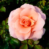 Trosroos Rosa 'Myveta'® Roze - Winterhard - Rozen