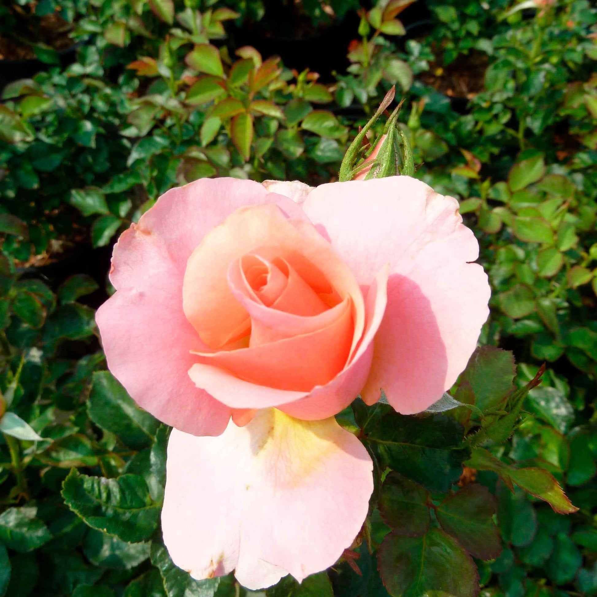 Trosroos Rosa 'Myveta'® Roze - Winterhard - Plant eigenschap