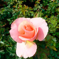 Trosroos Rosa 'Myveta'® Roze - Winterhard - Plantsoort