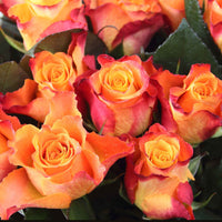 Grootbloemige roos Rosa 'Britannia'® Zalm-Roze - Winterhard - Plantsoort