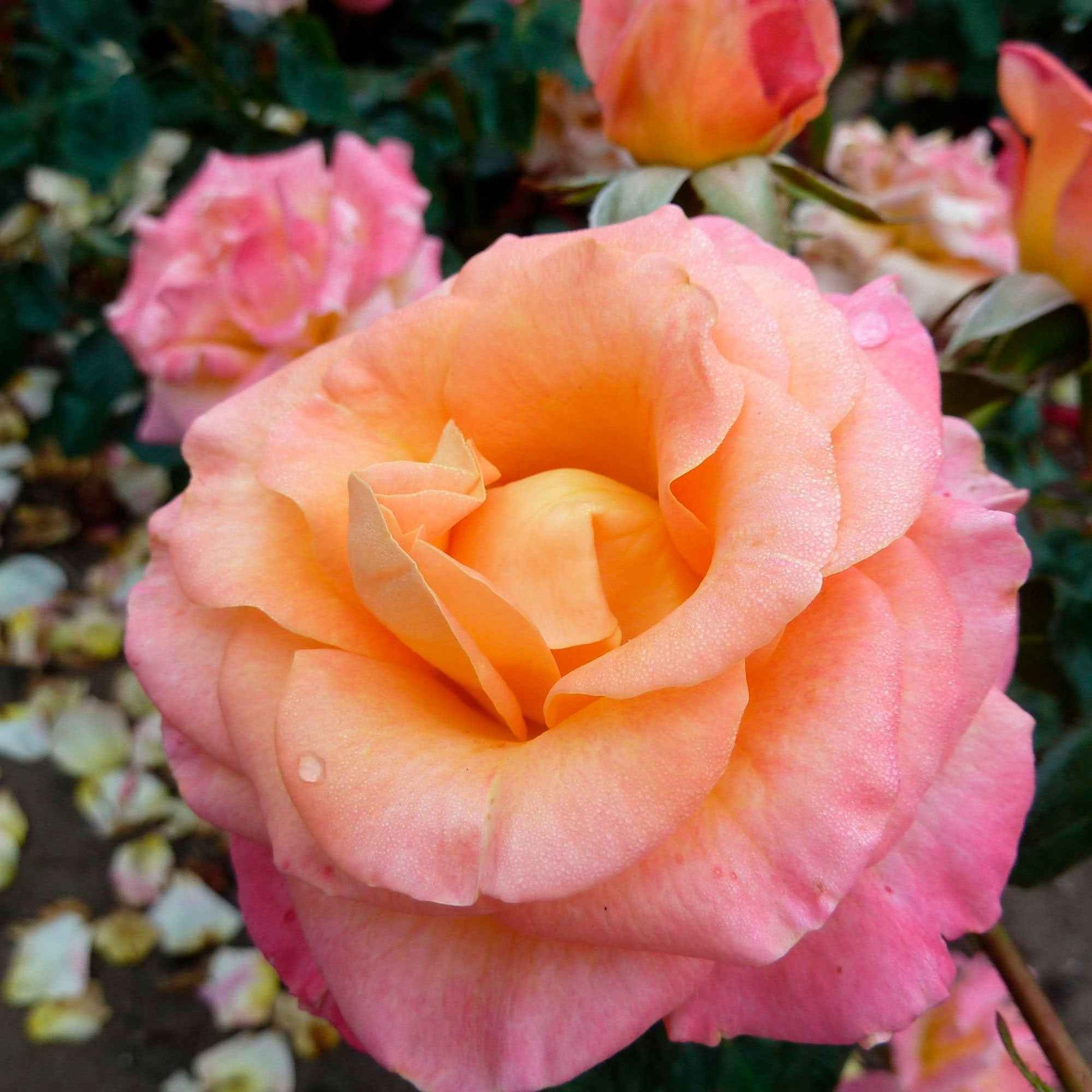 Grootbloemige roos Rosa 'Britannia'® Zalm-Roze - Winterhard - Grootbloemige rozen
