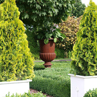 Westerse levensboom Thuja 'Golden Smaragd' - Winterhard - Groenblijvende tuinplanten