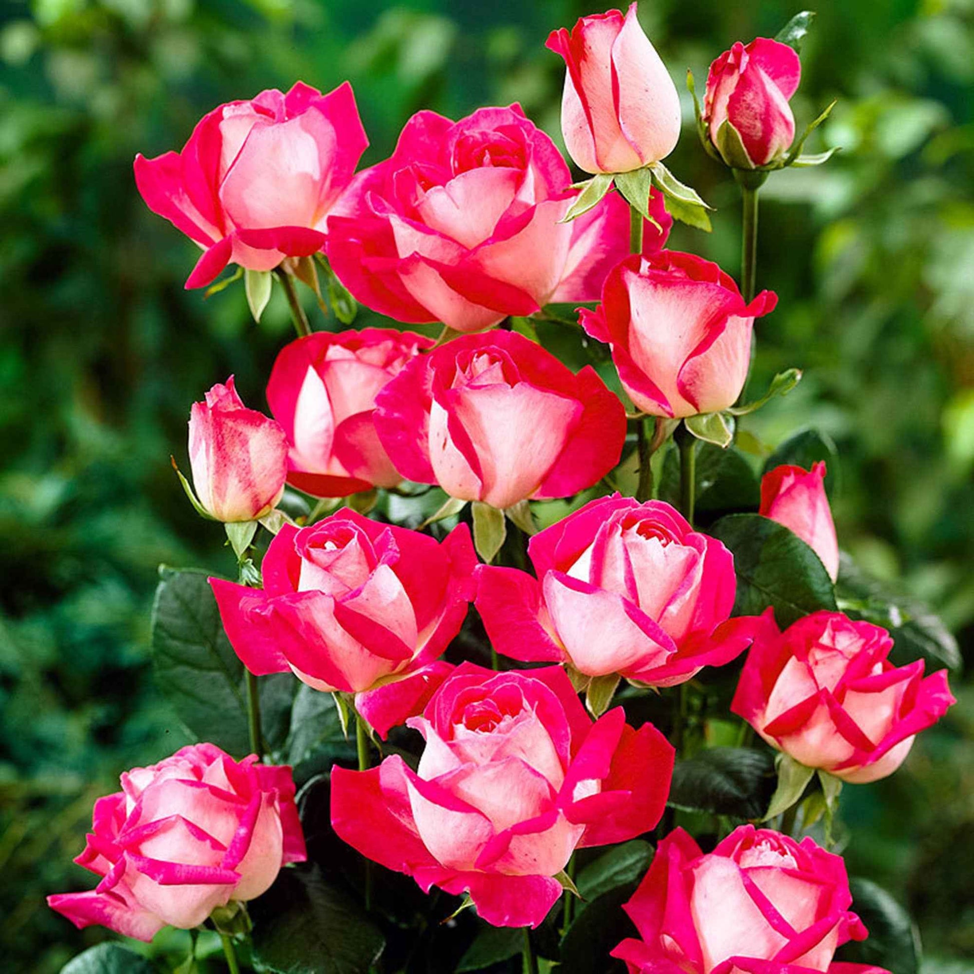 Grootbloemige roos Rosa 'Rose Gaujard' rood  - Winterhard - Geurende rozen