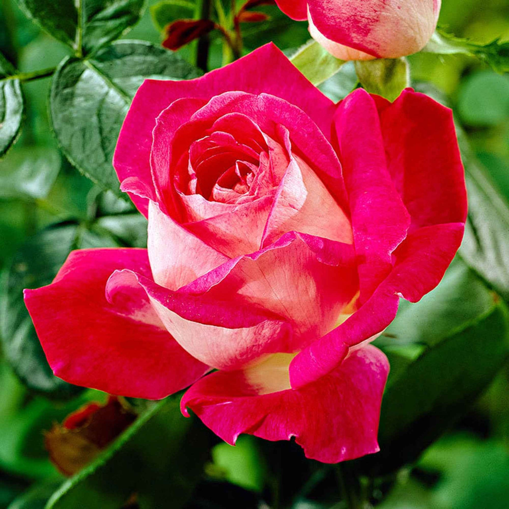 Grootbloemige roos Rosa 'Rose Gaujard' rood  - Winterhard - Plant eigenschap
